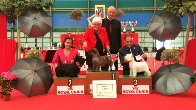 Ti Glaz Mor - Millie, Cairnsters Millie Dollar, meilleur puppy des Terriers d'Ecosse