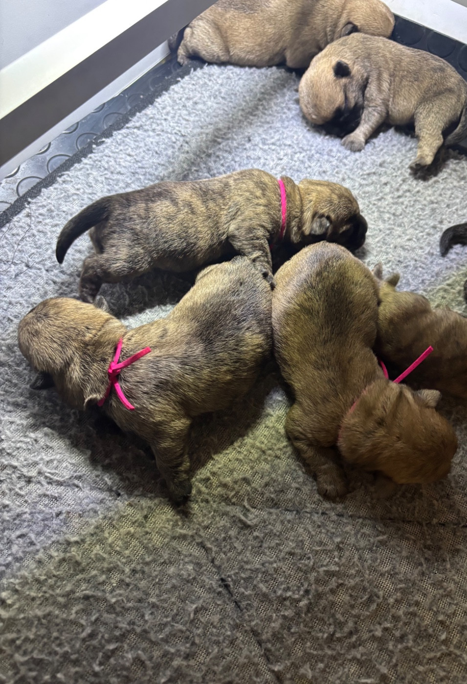 Chiot Cairn Terrier Ti Glaz Mor