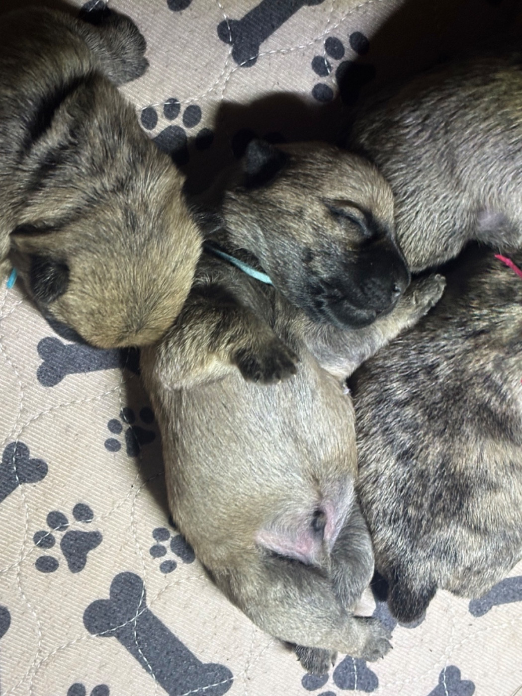 Ti Glaz Mor - Chiots disponibles - Cairn Terrier