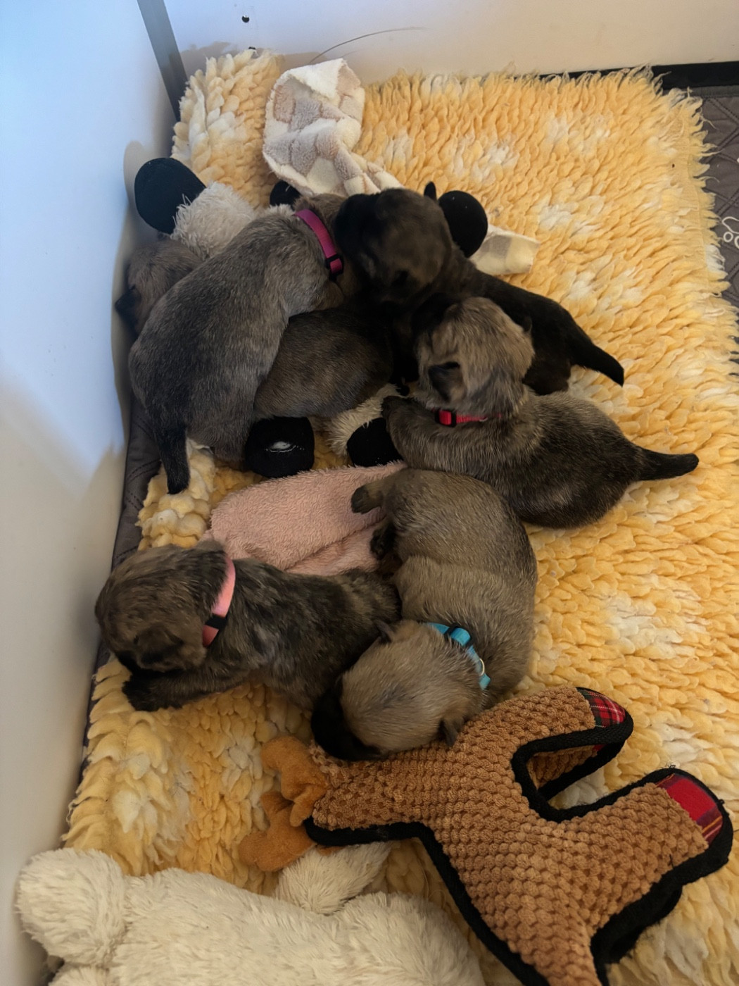 Chiot Cairn Terrier Ti Glaz Mor