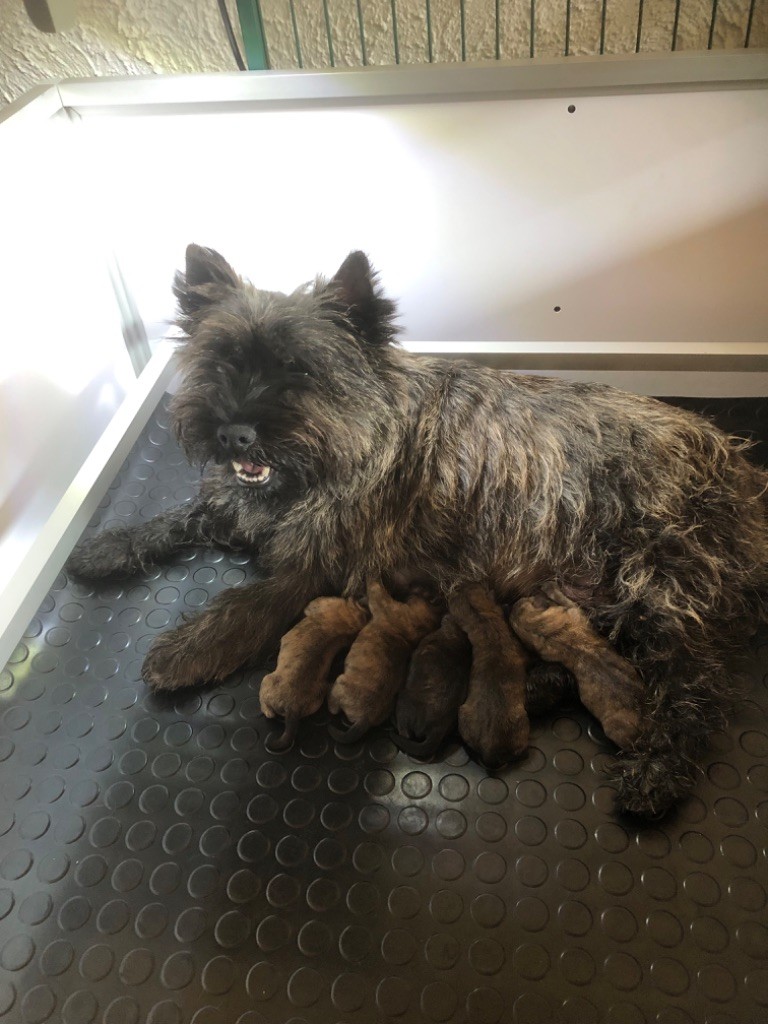 Ti Glaz Mor - Chiots disponibles - Cairn Terrier