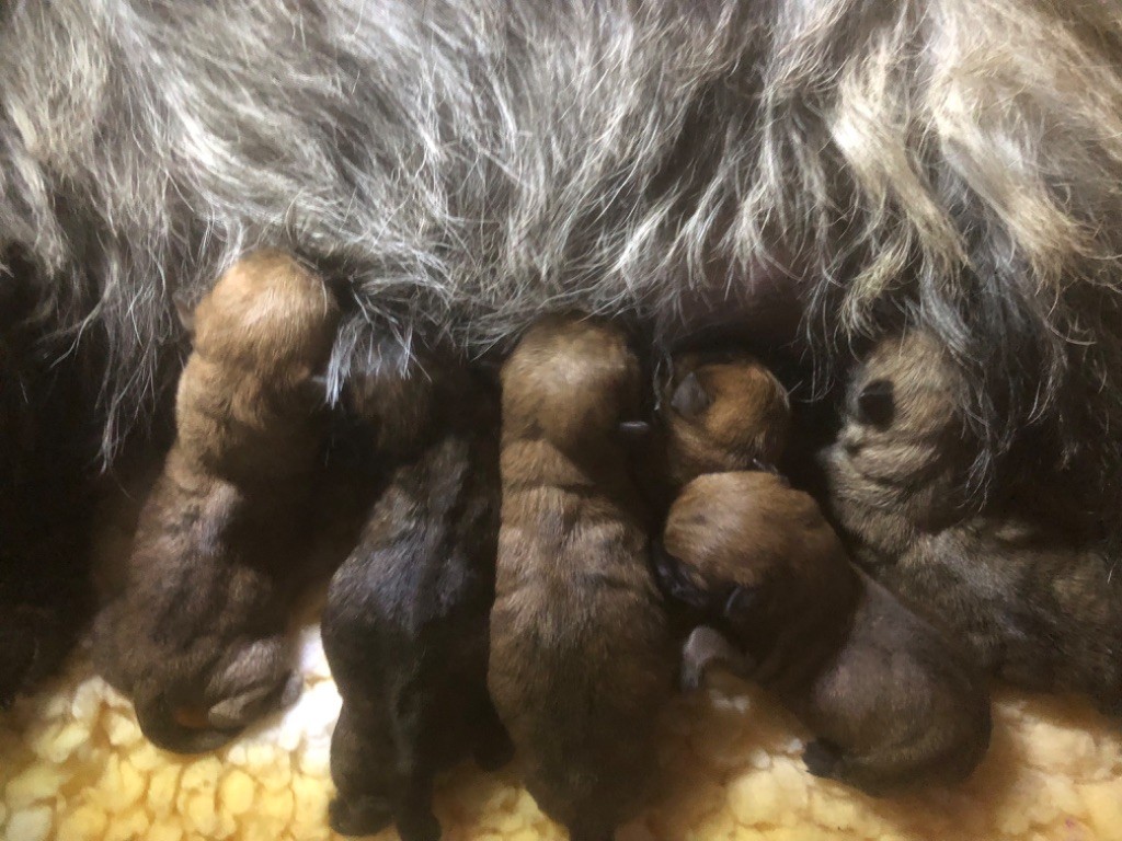 Ti Glaz Mor - Cairn Terrier - Portée née le 11/01/2025